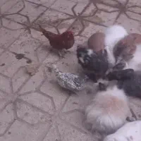 خرگوش های لپ فشن جوان و مرغ خروس سیبرایت|موش و خرگوش|کرمانشاه, |دیوار