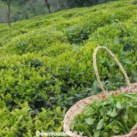 فروش باغ چایی به متراژ2000متر