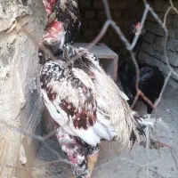 مرغ و خروس لاری افغان چشم سفید