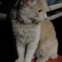 گربه پرشین فلت