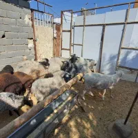 میش های خارجی چند قلو زا|حیوانات مزرعه|تهران, مخصوص|دیوار