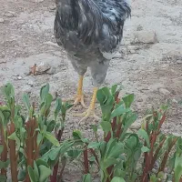 خروس طوسی چهل تاج