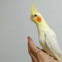 طوطی عروس هلندی های سخنگو و رام رنگبندی مختلف|پرنده|قائمشهر, |دیوار