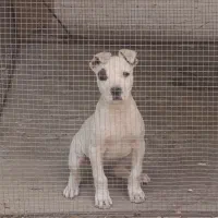 فروش توله داگو آرژانتینو ماده