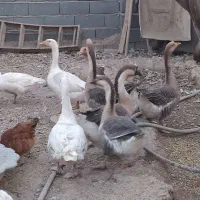 غاز و قوغاز|حیوانات مزرعه|پیشوا, |دیوار