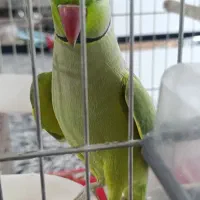 طوطی ملنگو نر کاملا دستی سخنگو رخ ب رخ