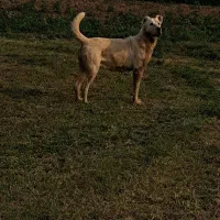 سگ خراسانی ۲ساله