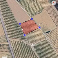 باغ انگور ایستاده