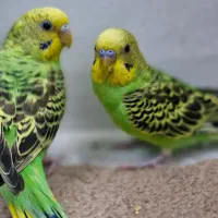 مرغ عشق گمشده