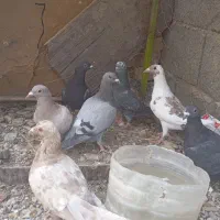 فروشی ومعاوضه