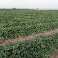 زمین-کشاورزی