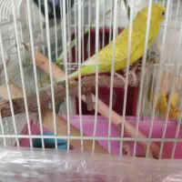 مرغ عشق ماده ۳ ساله