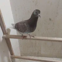 گرفتنی شهرستانی معاوضه با دوتا تهرانی