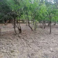 باغ درمنطقه  خوش اب هوا و تاریخی|فروش دفتر صنعتی، کشاورزی، تجاری|سیدان, |دیوار