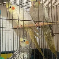 طوطی عروس هلندی|پرنده|رشت, سیا اسطلخ|دیوار