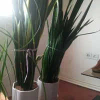 سانسوریا|گل و گیاه طبیعی|کرمان, |دیوار