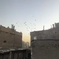 کفتر چپ سیاه شقه