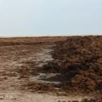 کمپوست مرغی فله
