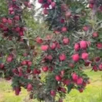 سرکارگر باغ سیب