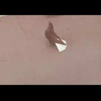 کبوتر دمسفید جفت کاکلی|پرنده|میلاجرد, |دیوار