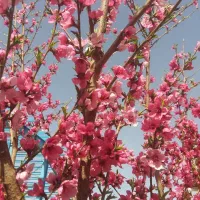 کارخانه-صنعتی