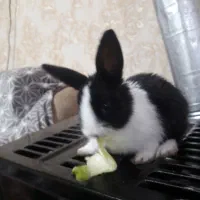 خرگوش ۱ماهه