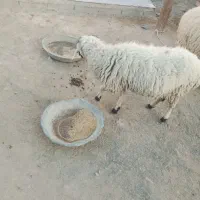 یک میش شاهدار|حیوانات مزرعه|پیپ, |دیوار