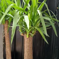 یوکا.سانسوریا.زاموفیلیا بلک.پتوس.