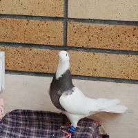 طوقی کرمانشاهی ماده|پرنده|اصفهان, بیدآباد|دیوار