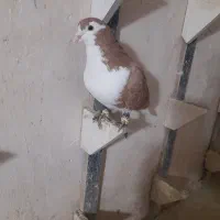 ساده زرد نر۵۰۰|پرنده|شیروان (خراسان), |دیوار