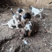 توله سگ|سگ|دلند, |دیوار