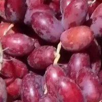 رطب و خارک شیخ عای  برهی