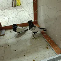 سینه ای|پرنده|رامشیر, |دیوار