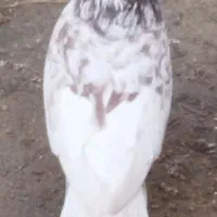 سوسنگرد|پرنده|سوسنگرد, |دیوار