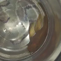 کت پوزه بوته ای سوپر رد باله بلند نر|ماهی|شاهینشهر, پاسداران|دیوار