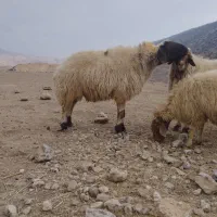 قوچ دو ساله|حیوانات مزرعه|سیروان, |دیوار