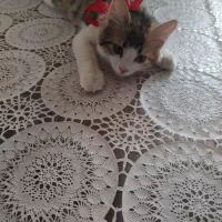 گربه DLH|گربه|اردبیل, |دیوار