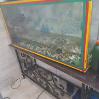 اکوایوم بزرگ