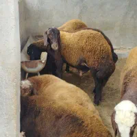 گوسفند چاق برای کشتار