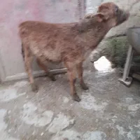 گوساله