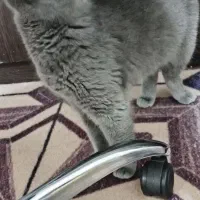 بیریتیش|گربه|شیراز, تندگویان|دیوار