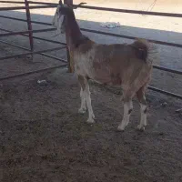 یک راس بزغاله داشتی جوان یه شکم زائده