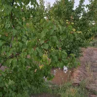 باغ دور فنس و درختان بارده با یک ساعت حق آبه|فروش خانه و ویلا|یامچی, |دیوار