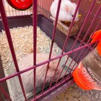 همستر|موش و خرگوش|بهبهان, |دیوار