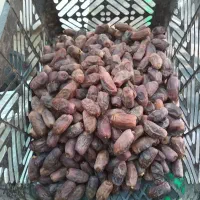 وقت بخیر خرما دیری درجه یک