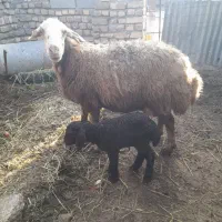 فروش بره نر پایه پروار ومیش زاییده