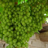 آبغوره تازه محلی