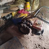 یونجه چین ژاپنی