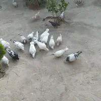 کفتر سفید هفرنگ پرشی