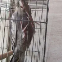 عروس هلندی|پرنده|اصفهان, شهرک کاوه|دیوار